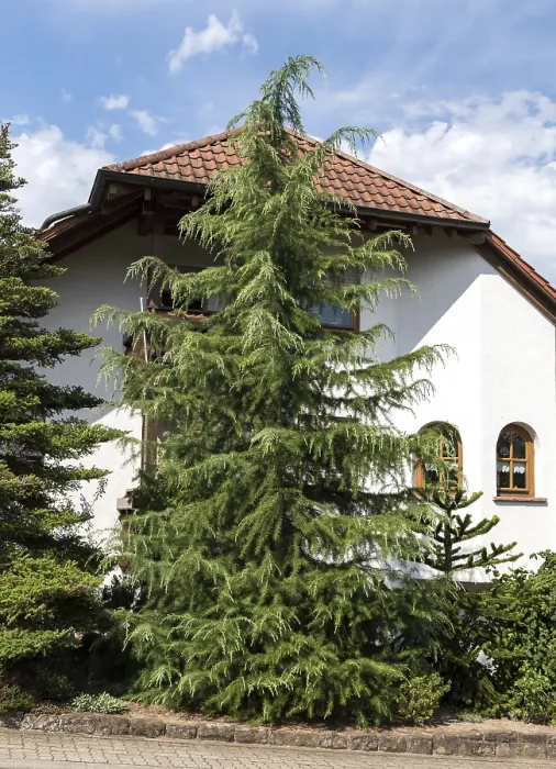 Framed Print : Deodar cedar (Cedrus deodara)