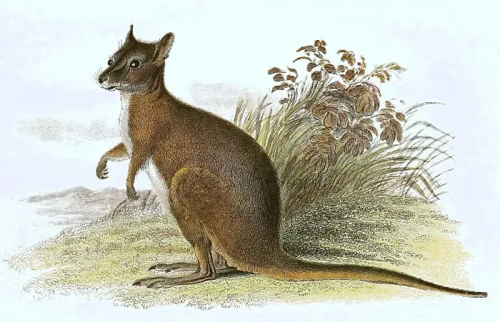 Framed Print : Derby wallaby (Notamacropus), also called tammar or dama wallaby eugenii