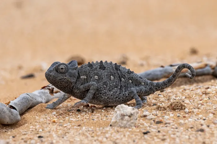 Framed Print : Desert chameleon, Namaqua chameleon (Chamaeleo namaquensis)