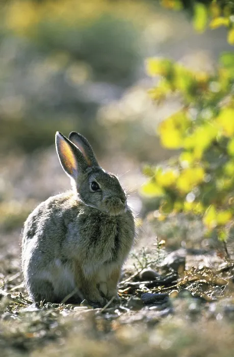 Framed Print : Desert Cottontail Rabbit or Audubon's Cottontail (sylvilagus audubonii) Framed Print : Desert Cottontail Rabbit or Audubon's Cottontail (sylvilagus audubonii)