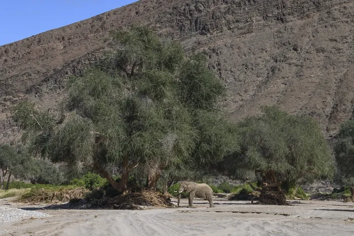 Framed Print : Desert elephant (Loxodonta africana) in the Hoanib dry river