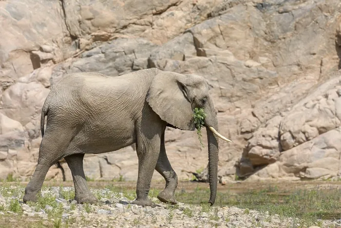 Framed Print : Desert elephant (Loxodonta africana) in the Hoarusib dry river