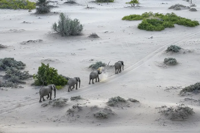 Framed Print : Desert elephants (Loxodonta africana) in the Hoanib dry river