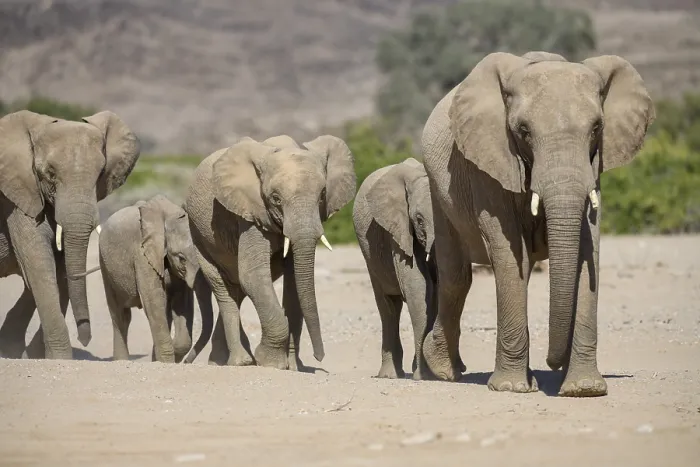 Framed Print : Desert elephants (Loxodonta africana) in the Hoanib dry river