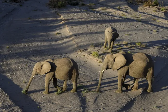 Framed Print : Desert elephants (Loxodonta africana) in the Hoanib dry river