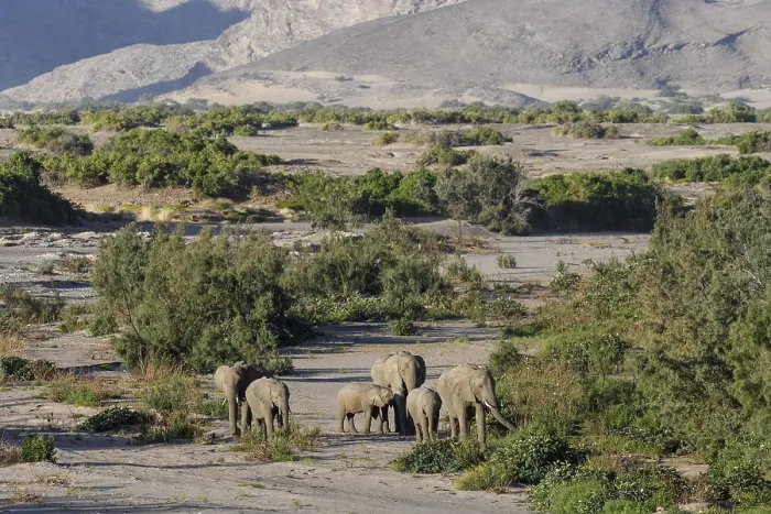 Framed Print : Desert elephants (Loxodonta africana) in the Hoanib dry river