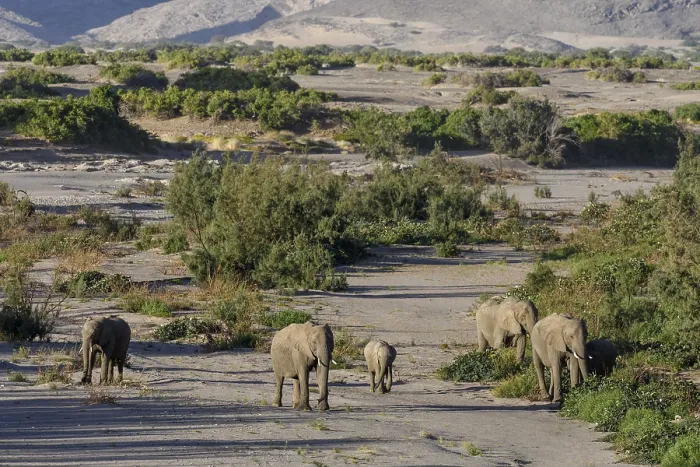 Framed Print : Desert elephants (Loxodonta africana) in the Hoanib dry river