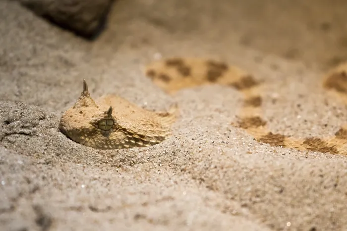 Framed Print : Desert horned viper (Cerastes cerastes) Framed Print : Desert horned viper (Cerastes cerastes)