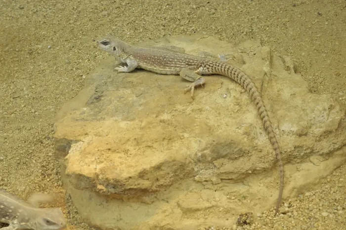 Framed Print : Desert iguana (Dipsosaurus dorsalis dorsalis)