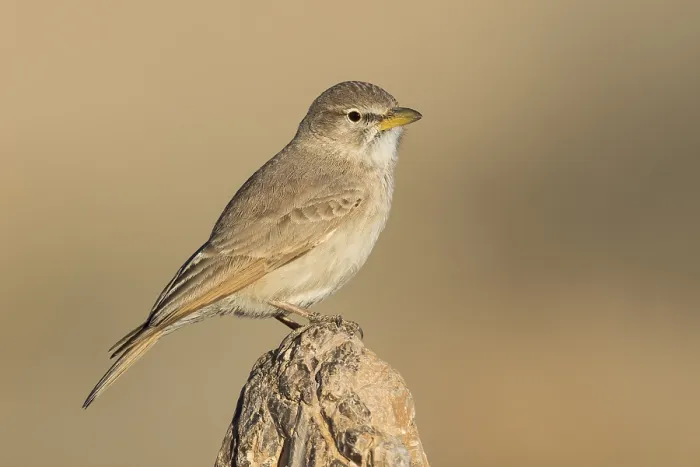 Framed Print : Desert Lark (Ammomanes deserti)