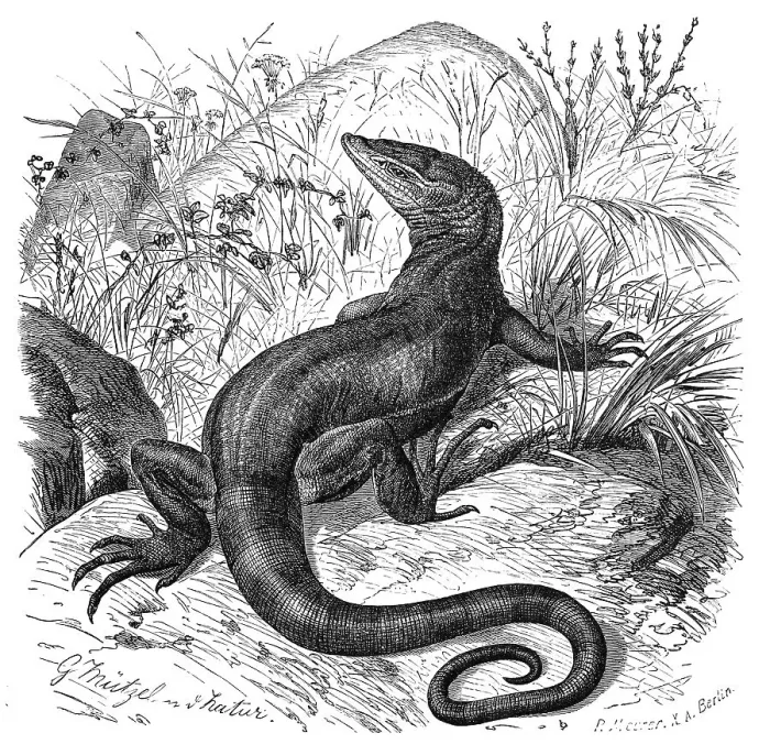 Framed Print : Desert monitor (Varanus griseus) Framed Print : Desert monitor (Varanus griseus)