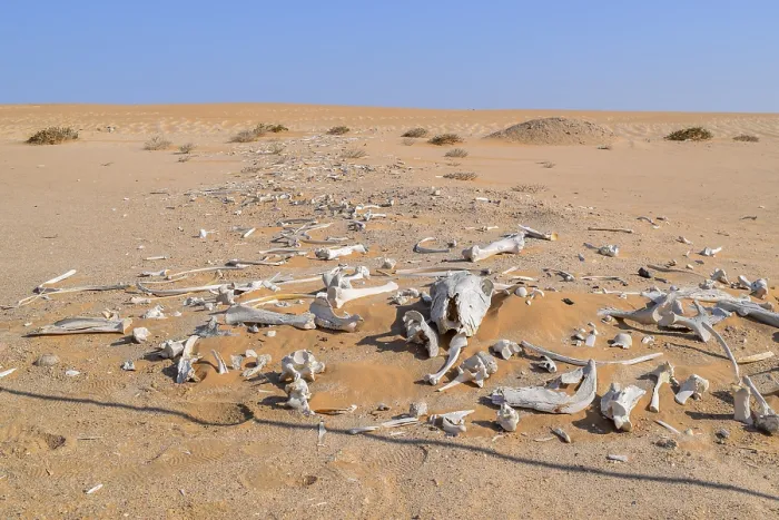 Framed Print : Desert scenery including lots of bleached animal bones seen in Namibia
