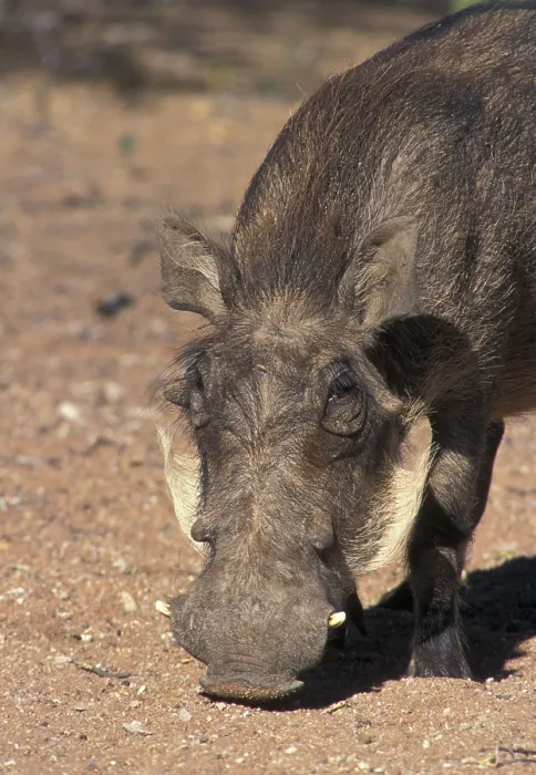 Framed Print : Desert warthog, desert warthog