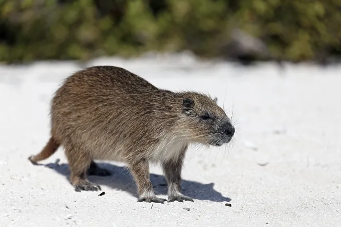 Framed Print : Desmarest's hutia (Capromys pilorides)