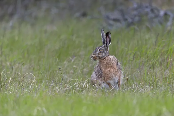 Framed Print : Despite its good camouflage, the brown hare (Lepus europaeus) persists and changes direction
