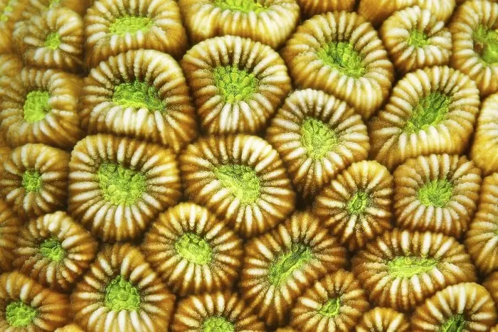 Framed Print : Detail, Brain coral (Faviidae) Polyps indented