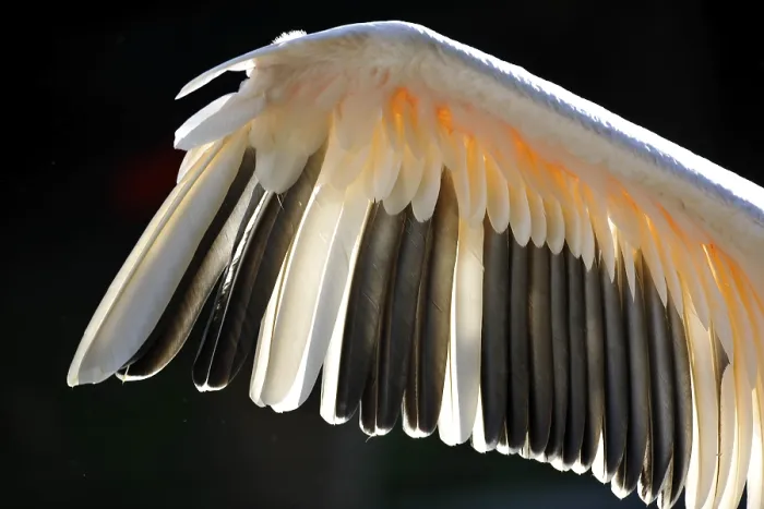 Framed Print : Detail, Wings, White Pelican (Pelecanus onocrotalus) preening Framed Print : Detail, Wings, White Pelican (Pelecanus onocrotalus) preening