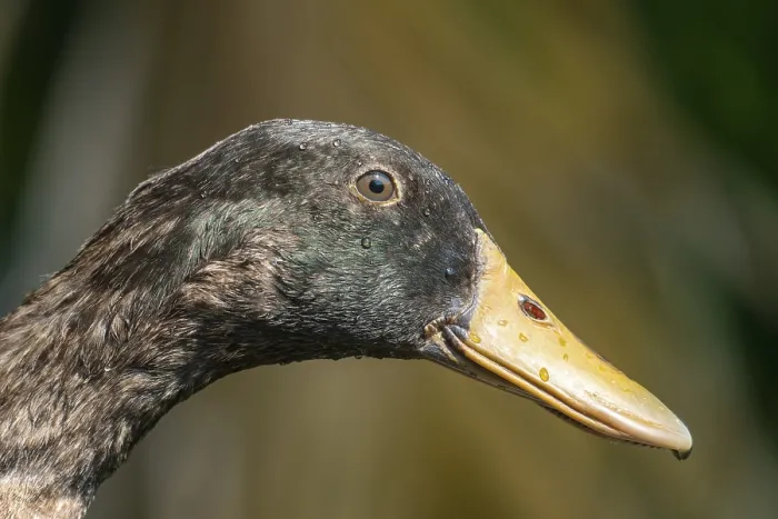 Framed Print : A detailed close-up of a duck's (Anser cygnoides) head with a colorful beak In Netrokona Framed Print : A detailed close-up of a duck's (Anser cygnoides) head with a colorful beak In Netrokona