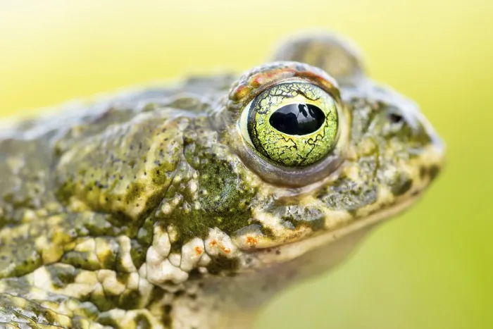 Framed Print : A detailed close-up of a natterjack toad Framed Print : A detailed close-up of a natterjack toad
