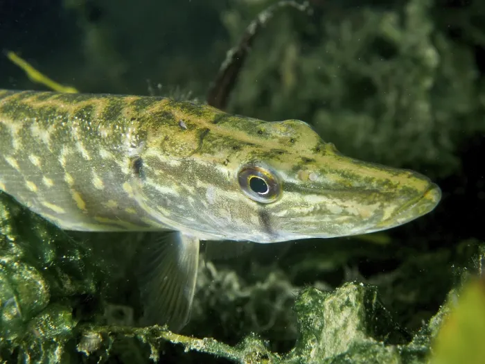 Framed Print : Detailed close-up of a pike (Esox lucius) between aquatic plants Framed Print : Detailed close-up of a pike (Esox lucius) between aquatic plants