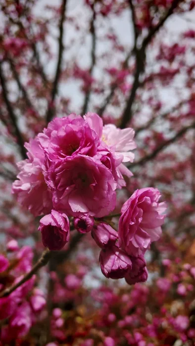 Framed Print : Detailed close-up of pink blossoms from a cherry tree (sakura) on a blossoming tree branch