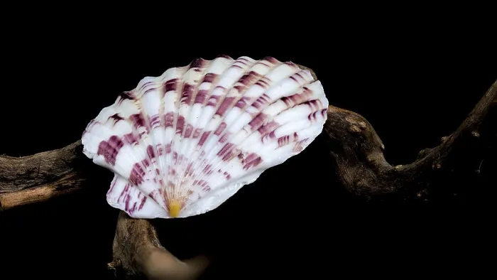 Framed Print : A detailed close-up of a scallop shell Gloriphalium pallium showcasing its distinctive fan-like shape
