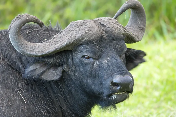 Framed Print : A detailed close-up shot of a Cape buffalo's face Framed Print : A detailed close-up shot of a Cape buffalo's face