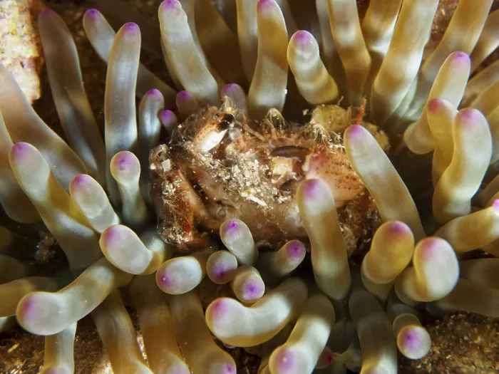 Framed Print : Detailed macro image of a sea anemone