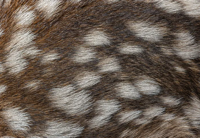 Framed Print : Detailed macro photograph capturing the unique spotted coat of a newborn red deer fawn