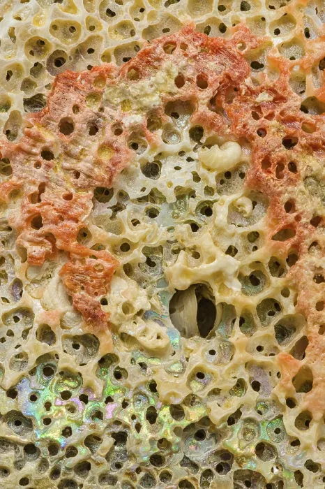 Framed Print : A detailed macro photograph of the intricate texture of an abalone shell