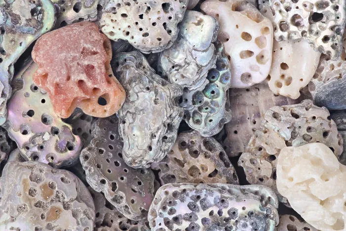 Framed Print : A detailed macro shot of abalone shell fragments in various shapes and sizes Framed Print : A detailed macro shot of abalone shell fragments in various shapes and sizes