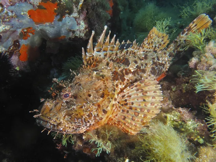 Framed Print : A detailed scorpionfish, Great Red Dragonhead (Scorpaena scrofa) Framed Print : A detailed scorpionfish, Great Red Dragonhead (Scorpaena scrofa)