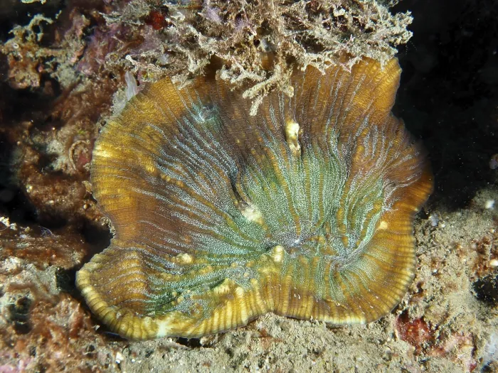 Framed Print : Detailed view of a bulging coral (Open brain coral) on the seabed