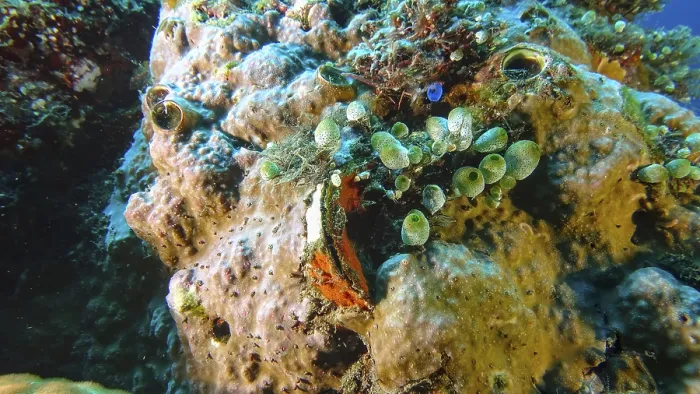 Framed Print : Detailed view of a living coral reef with various structures