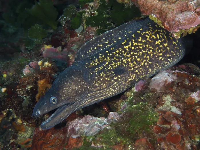 Framed Print : Detailed view of a Mediterranean Spotted moray (Muraena helena) with a spotted pattern