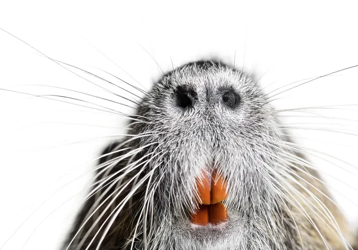 Framed Print : Details of the teeth and whiskers of a coypu