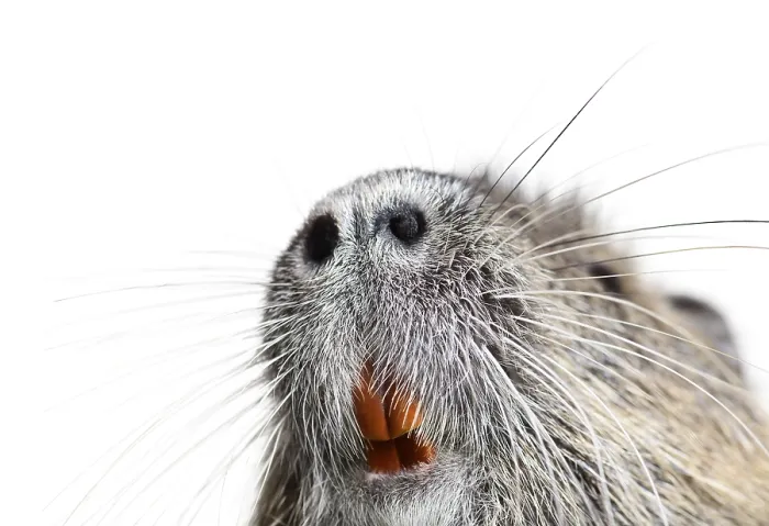 Framed Print : Details of the teeth and whiskers of a coypu Framed Print : Details of the teeth and whiskers of a coypu