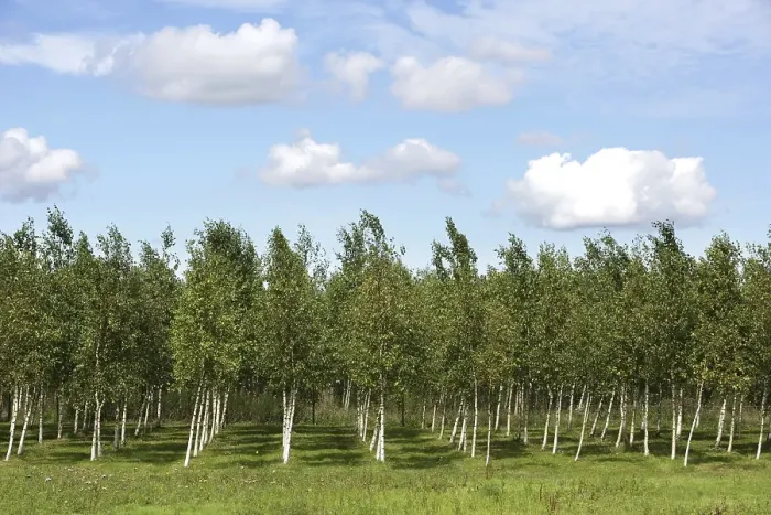 Framed Print : DEU, Germany : Birch trees, nursery, | Framed Print : DEU, Germany : Birch trees, nursery, |