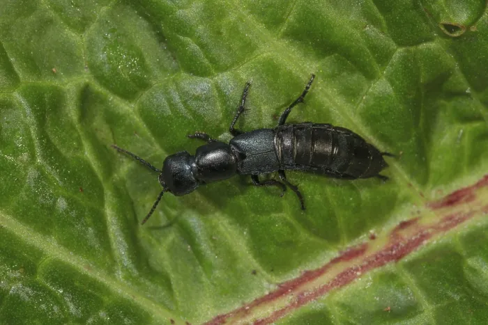 Framed Print : Devil's coach-horse beetle (Ocypu olens) crawling on a green leaf in nature