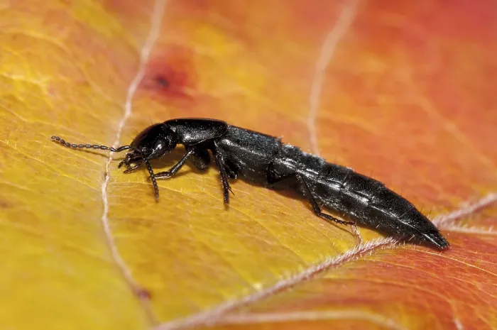 Framed Print : A devil's coach-horse beetle (Ocypus olens) walking across an autumn leaf in a garden in Sowerby