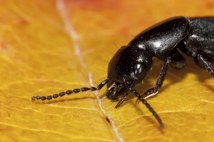 Framed Print : A devil's coach-horse beetle (Ocypus olens) walking across an autumn leaf in a garden in Sowerby Framed Print : A devil's coach-horse beetle (Ocypus olens) walking across an autumn leaf in a garden in Sowerby