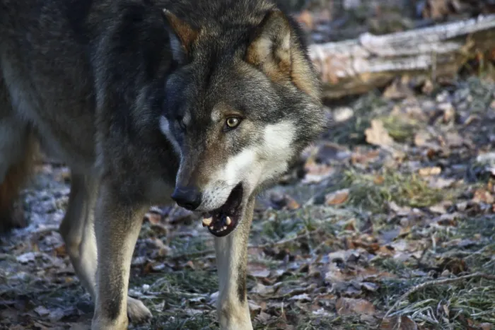 Framed Print : Devouring wolf Framed Print : Devouring wolf