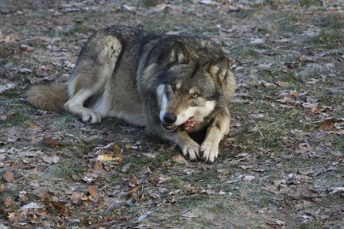 Framed Print : Devouring wolf