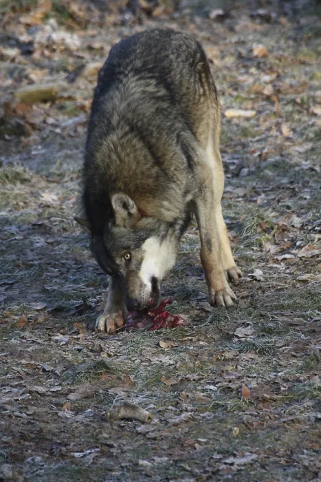 Framed Print : Devouring wolf Framed Print : Devouring wolf