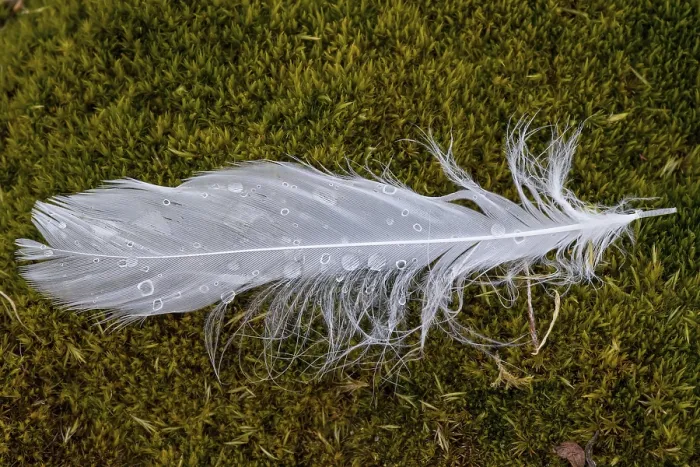 Framed Print : Dew drops on a white bird feather in the moss