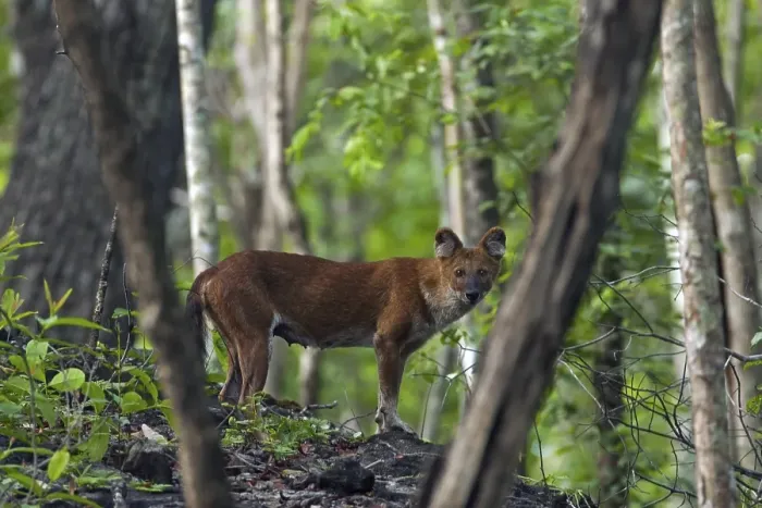 Framed Print : Dhole (Cuon alpinus), dhole in the forest
