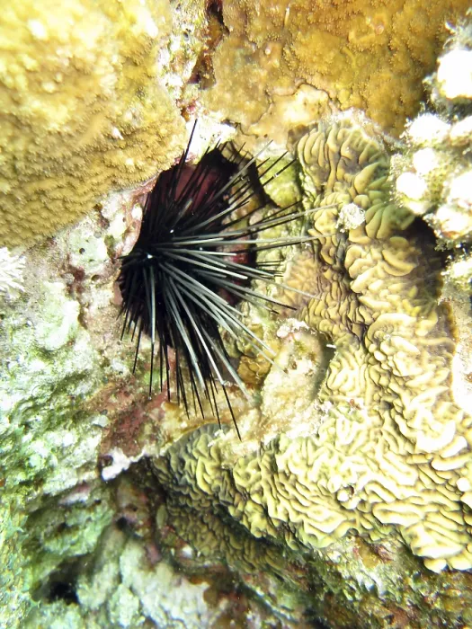 Framed Print : Diadem sea urchin - Diadema setosum, Safaga, Egypt