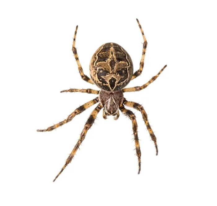Framed Print : Diadem spider on its web, Araneus diadematus