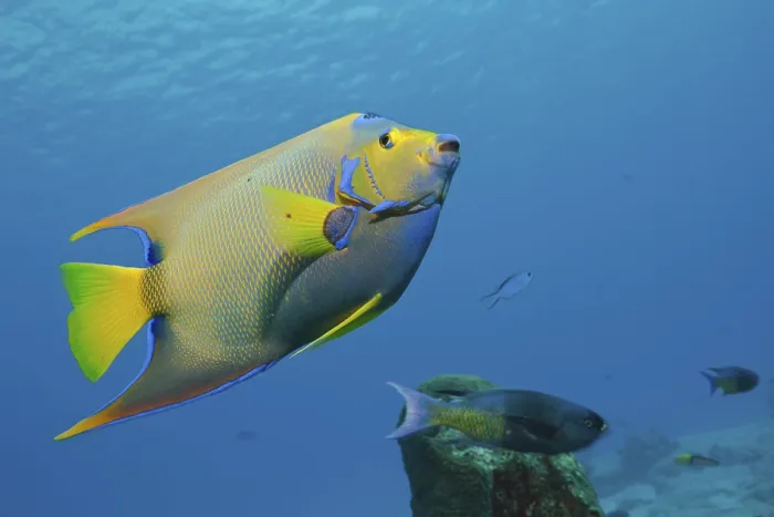 Framed Print : Diademed Angelfish, Holacanthus ciliaris