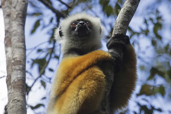 Framed Print : Diademed sifaka, diademed simpona (Propithecus diadema) in tree in the Andasibe-Mantadia National Park